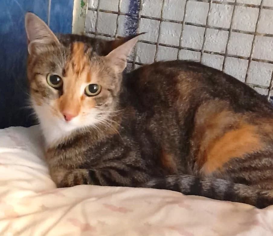 Belle,  puppy European Shorthair for adoption at Association Secours Protection Animale (Manosque), Manosque