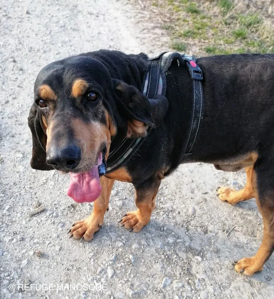 Zorro, Noir et Feu male mixed breed for adoption at Association Secours Protection Animale (Manosque), Manosque
