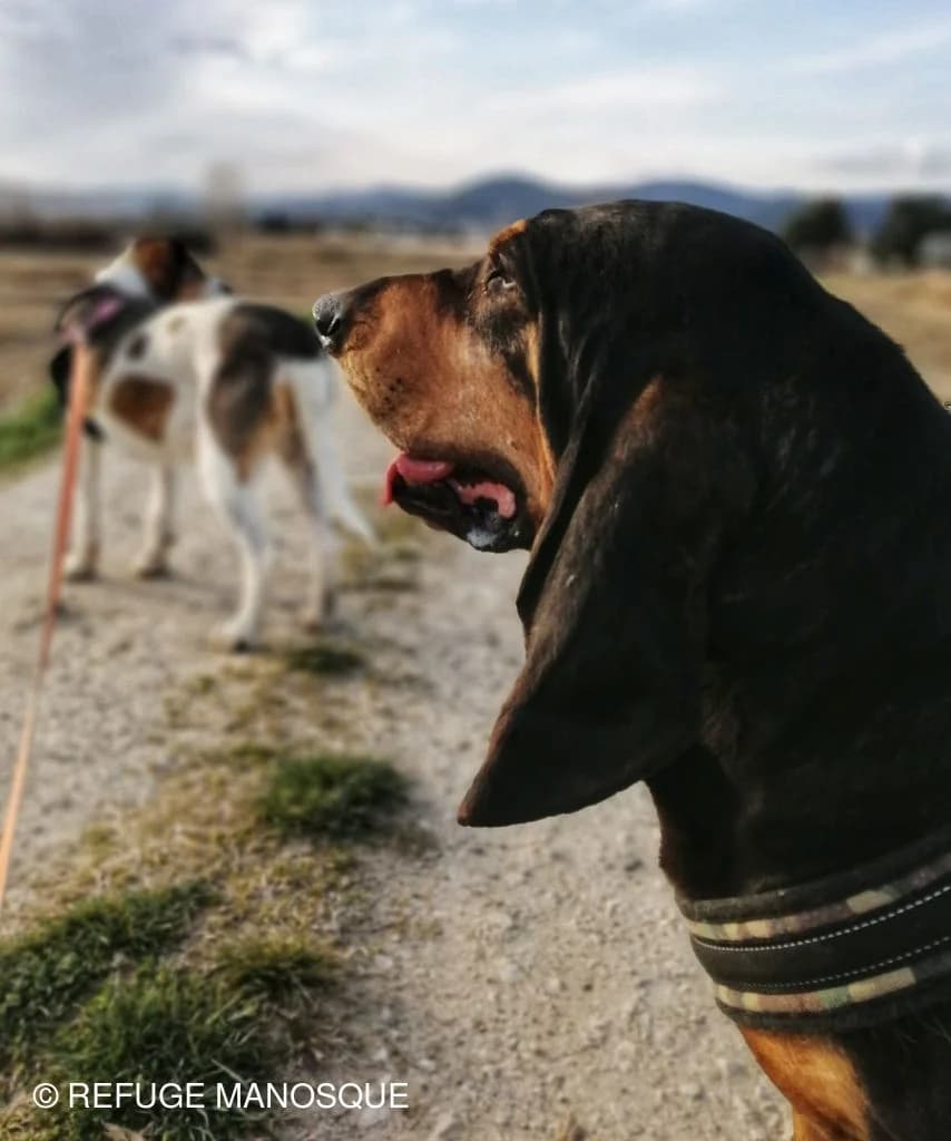 Zorro, Noir et Feu male mixed breed for adoption at Association Secours Protection Animale (Manosque), Manosque — photo 2 of 4