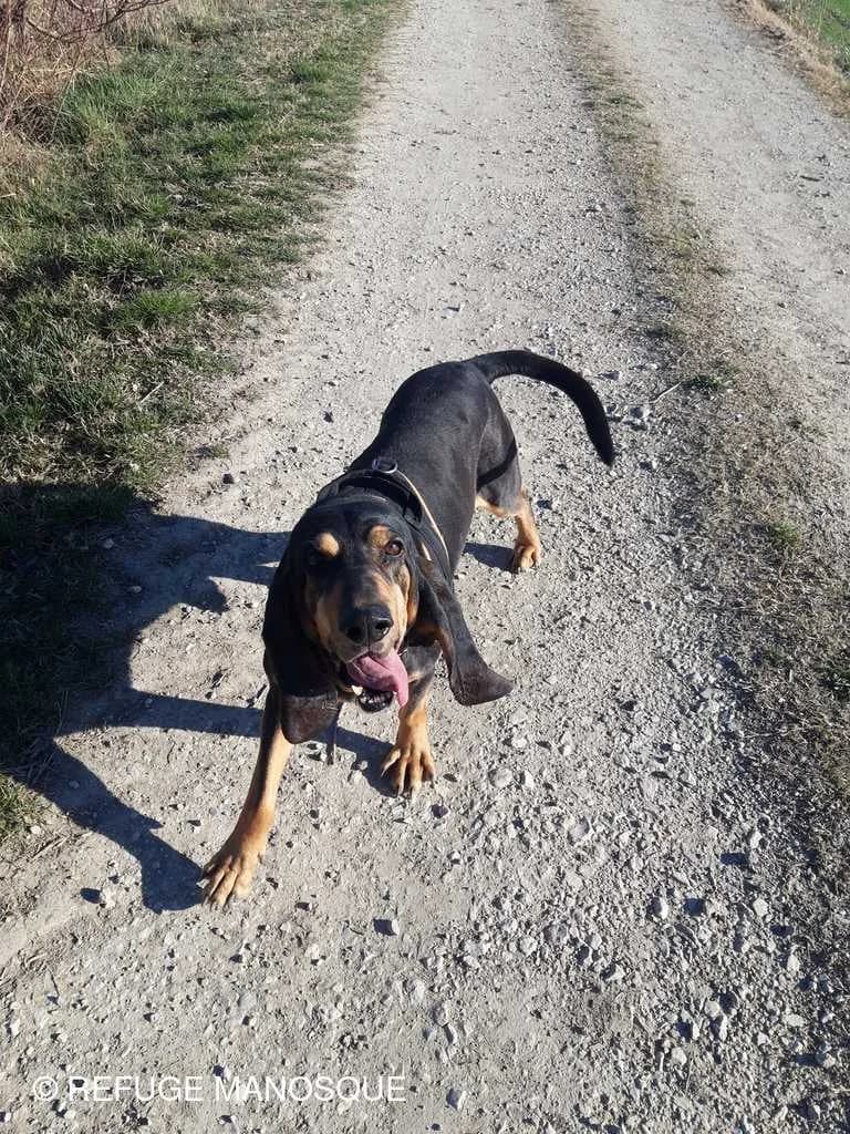 Zorro, Noir et Feu male mixed breed for adoption at Association Secours Protection Animale (Manosque), Manosque — photo 3 of 4