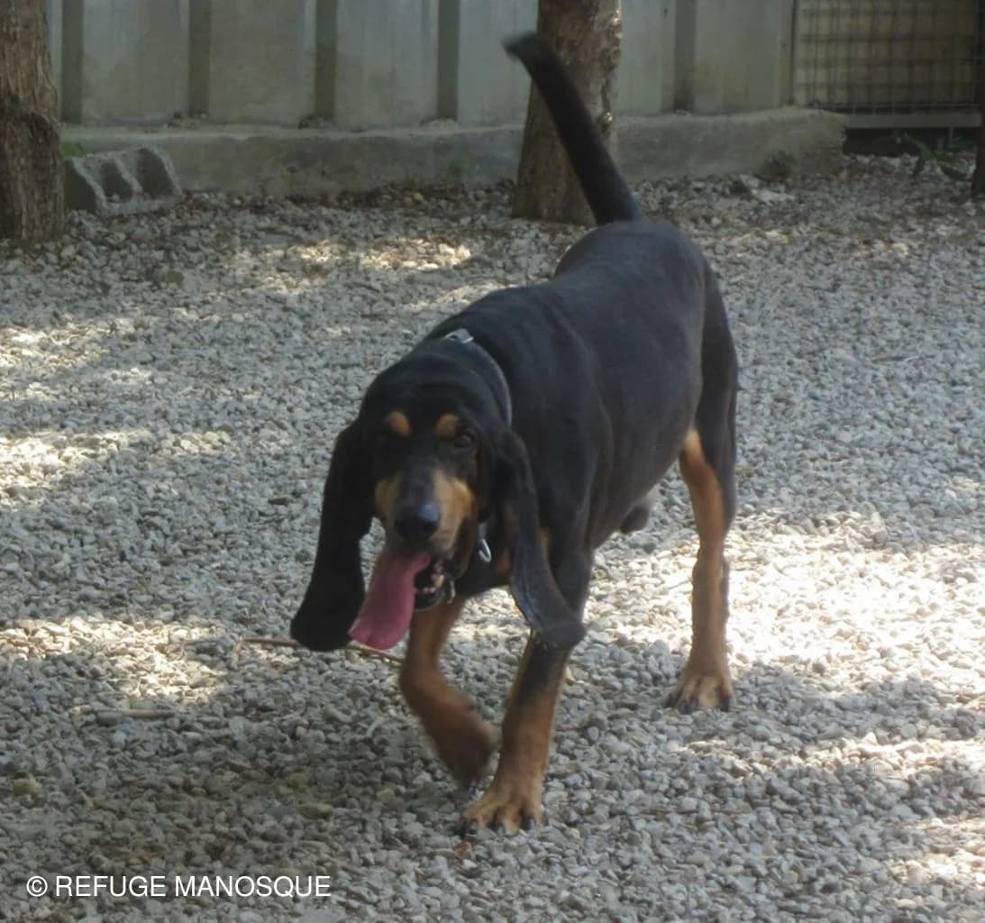 Zorro, Noir et Feu male mixed breed for adoption at Association Secours Protection Animale (Manosque), Manosque — photo 4 of 4