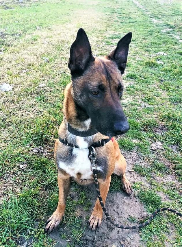 Kenzo, Fauve charbonné male Belgian Malinois for adoption at Association Secours Protection Animale (Manosque), Manosque