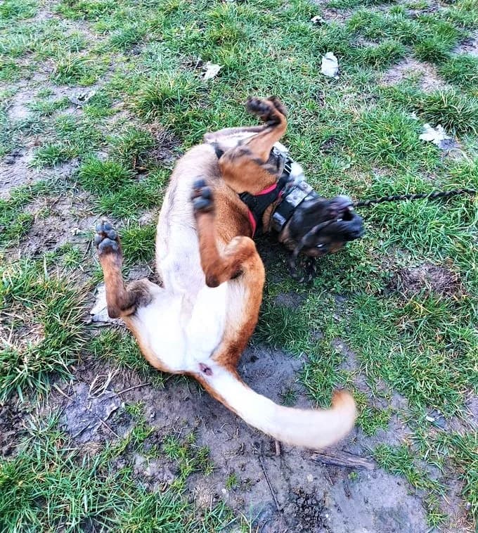 Kenzo, Fauve charbonné male Belgian Malinois for adoption at Association Secours Protection Animale (Manosque), Manosque — photo 2 of 7