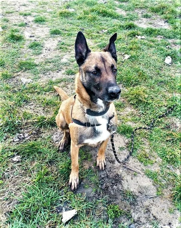 Kenzo, Fauve charbonné male Belgian Malinois for adoption at Association Secours Protection Animale (Manosque), Manosque — photo 3 of 7