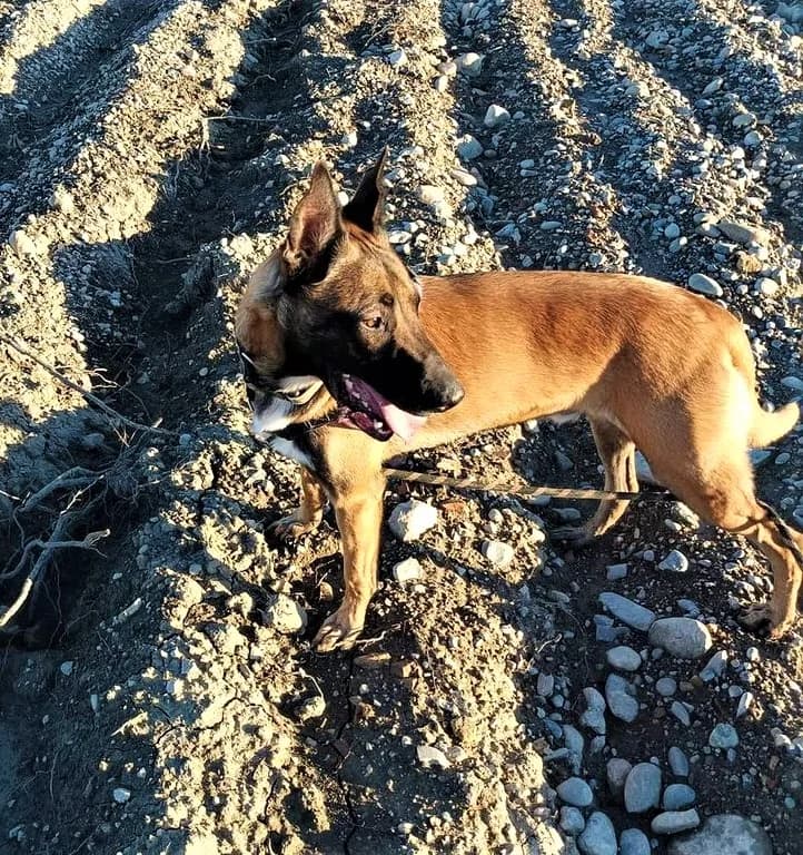 Kenzo, Fauve charbonné male Belgian Malinois for adoption at Association Secours Protection Animale (Manosque), Manosque — photo 4 of 7