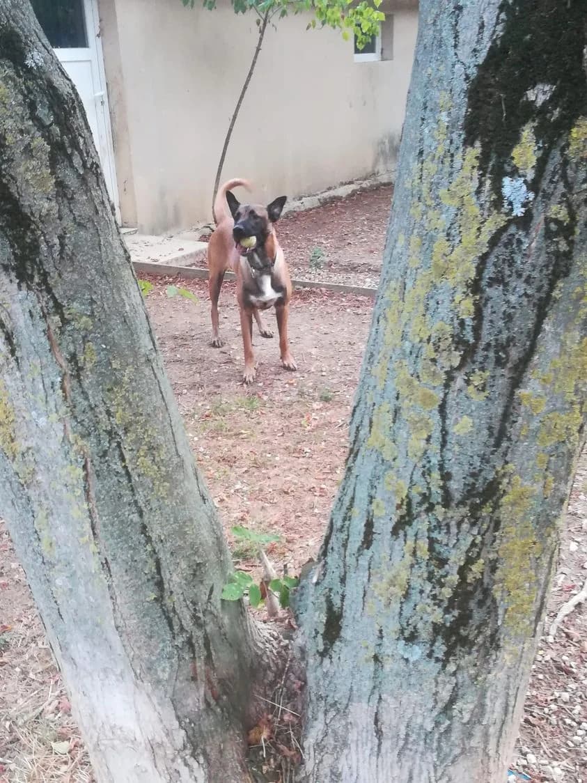 Kenzo, Fauve charbonné male Belgian Malinois for adoption at Association Secours Protection Animale (Manosque), Manosque — photo 5 of 7