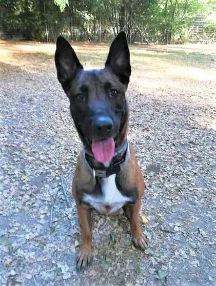 Kenzo, Fauve charbonné male Belgian Malinois for adoption at Association Secours Protection Animale (Manosque), Manosque — photo 6 of 7