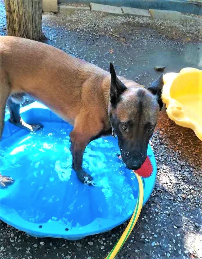 Kenzo, Fauve charbonné male Belgian Malinois for adoption at Association Secours Protection Animale (Manosque), Manosque — photo 7 of 7