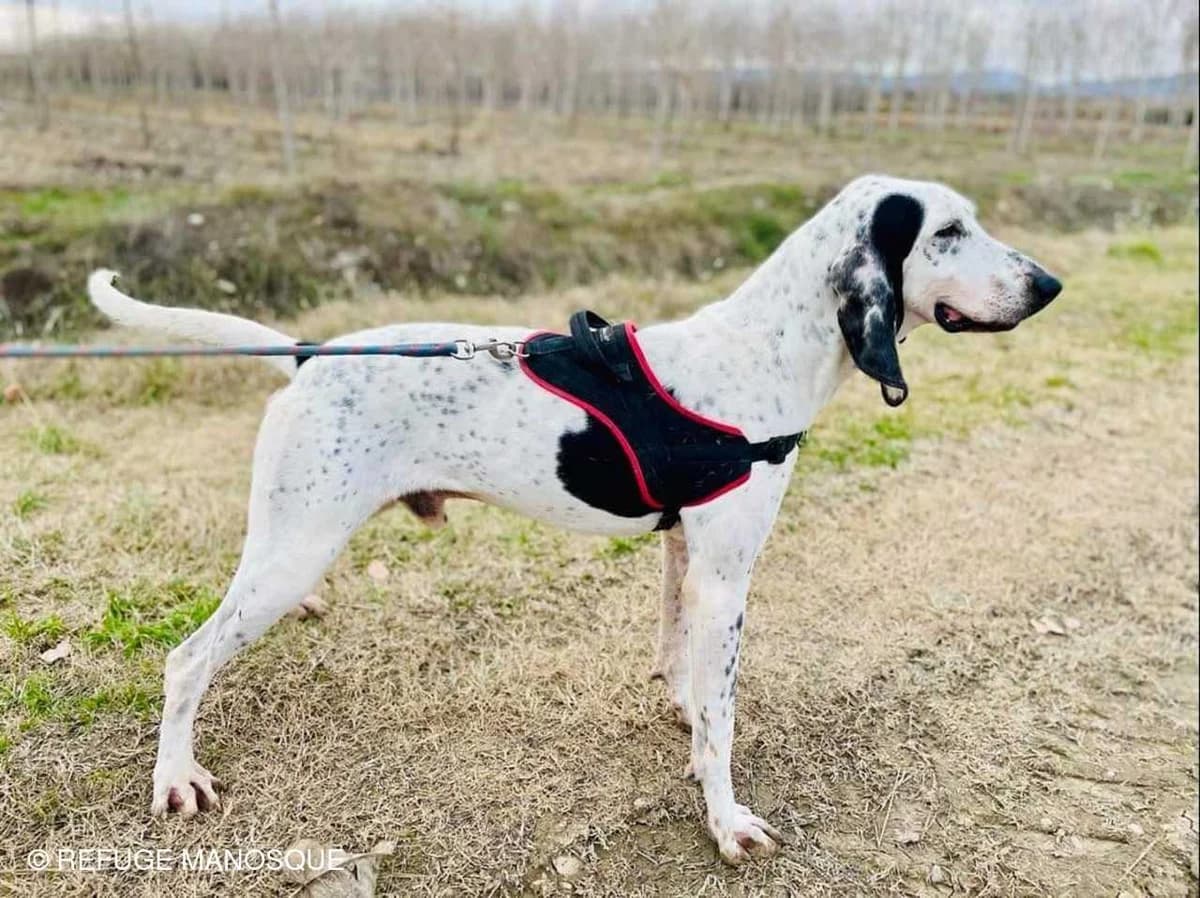 Apache, Noir et blanc moucheté male mixed breed for adoption at Association Secours Protection Animale (Manosque), Manosque