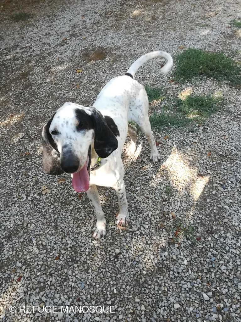 Apache, Noir et blanc moucheté male mixed breed for adoption at Association Secours Protection Animale (Manosque), Manosque — photo 3 of 18