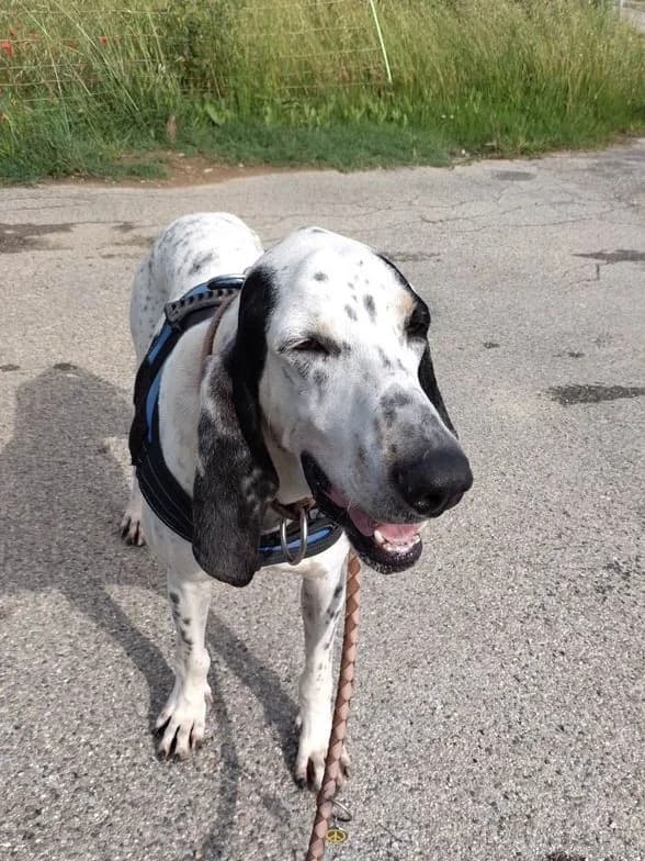 Apache, Noir et blanc moucheté male mixed breed for adoption at Association Secours Protection Animale (Manosque), Manosque — photo 4 of 18