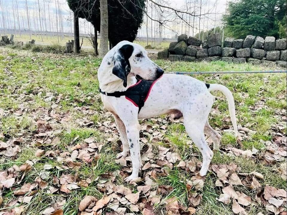 Apache, Noir et blanc moucheté male mixed breed for adoption at Association Secours Protection Animale (Manosque), Manosque — photo 5 of 18