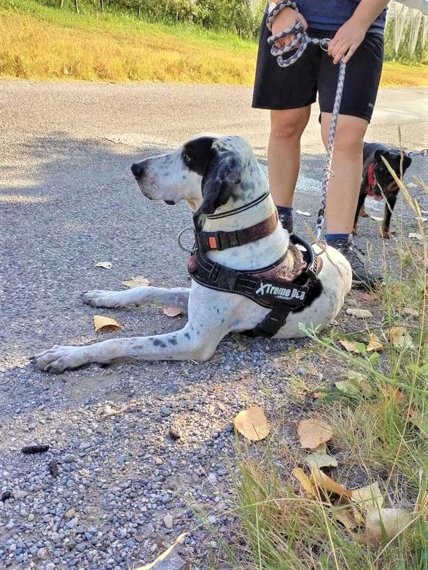 Apache, Noir et blanc moucheté male mixed breed for adoption at Association Secours Protection Animale (Manosque), Manosque — photo 6 of 18