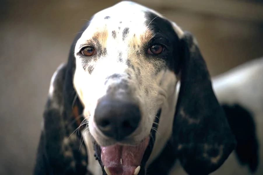 Apache, Noir et blanc moucheté male mixed breed for adoption at Association Secours Protection Animale (Manosque), Manosque — photo 7 of 18