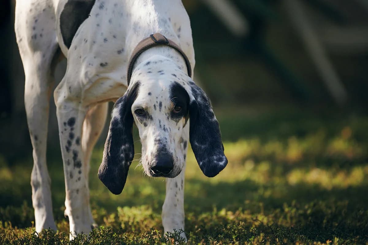 Apache, Noir et blanc moucheté male mixed breed for adoption at Association Secours Protection Animale (Manosque), Manosque — photo 8 of 18