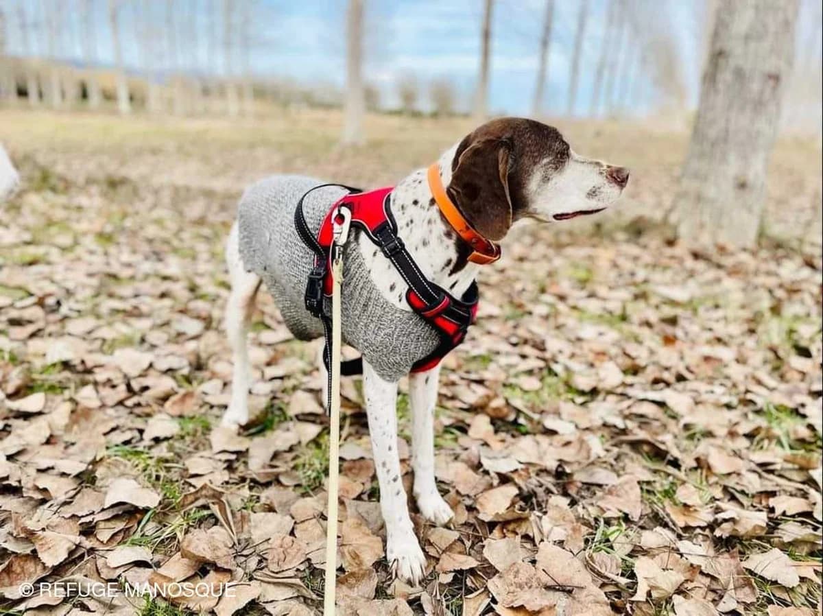 Tim, Marron et blanc male Pointer for adoption at Association Secours Protection Animale (Manosque), Manosque