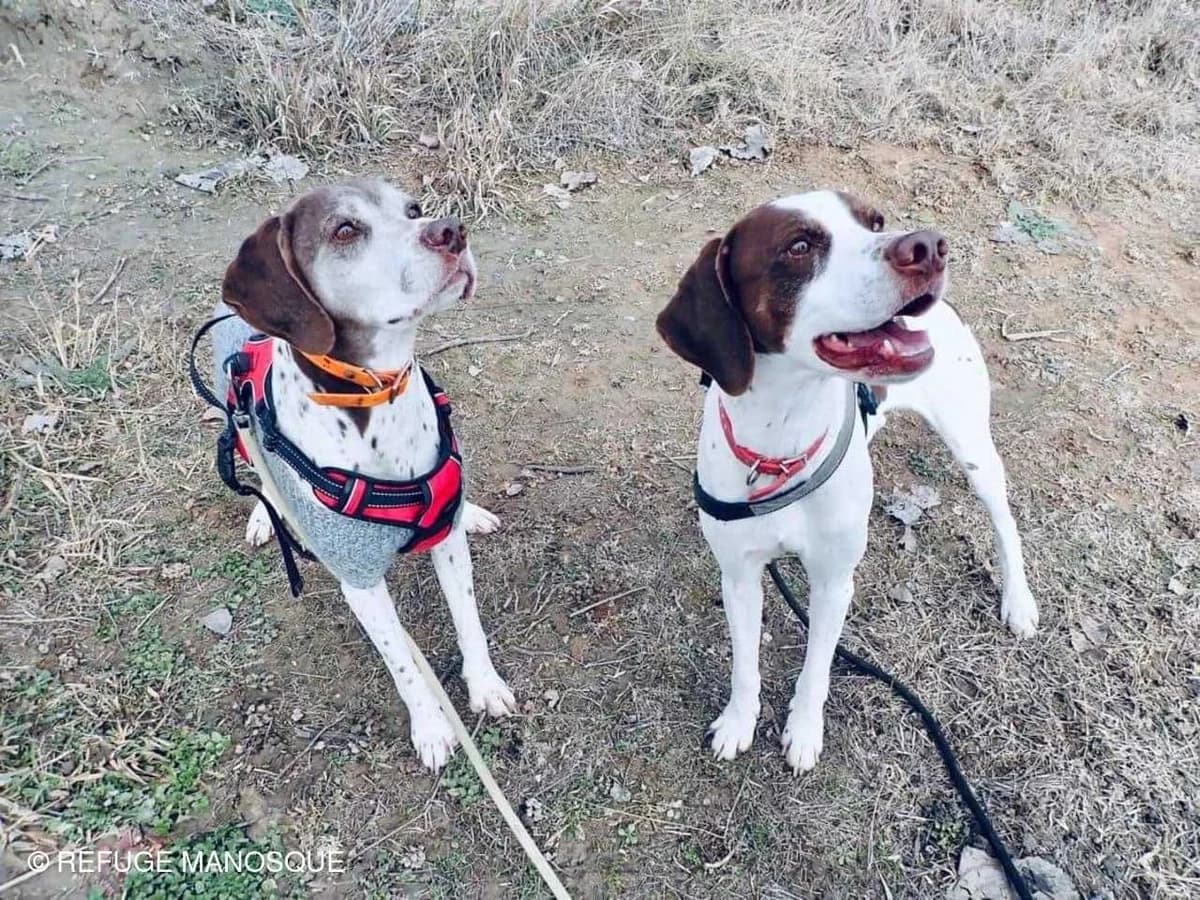 Tim, Marron et blanc male Pointer for adoption at Association Secours Protection Animale (Manosque), Manosque — photo 2 of 7