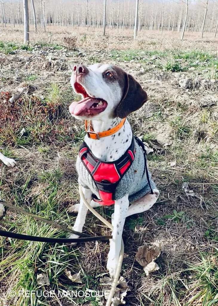 Tim, Marron et blanc male Pointer for adoption at Association Secours Protection Animale (Manosque), Manosque — photo 3 of 7