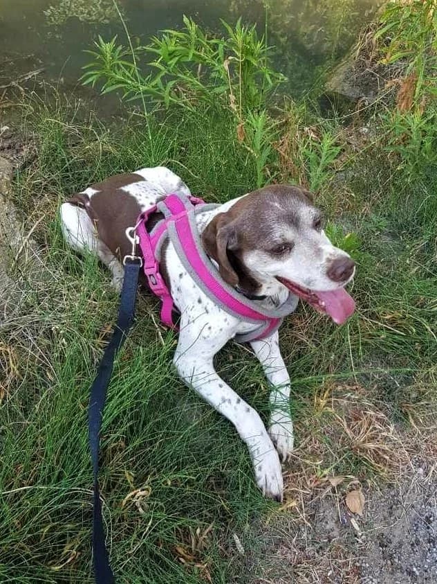 Tim, Marron et blanc male Pointer for adoption at Association Secours Protection Animale (Manosque), Manosque — photo 5 of 7
