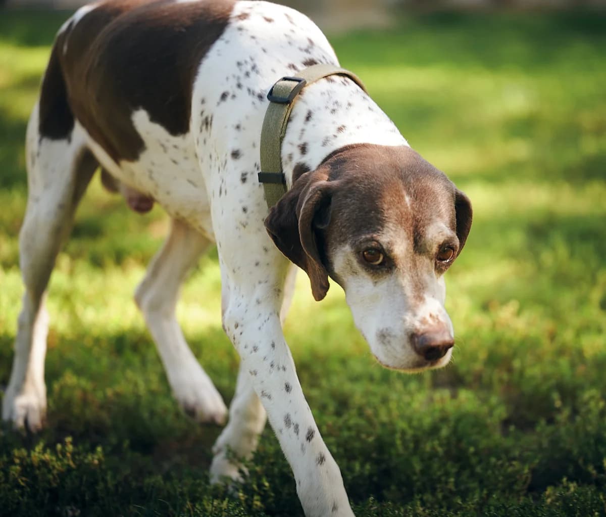 Tim, Marron et blanc male Pointer for adoption at Association Secours Protection Animale (Manosque), Manosque — photo 6 of 7
