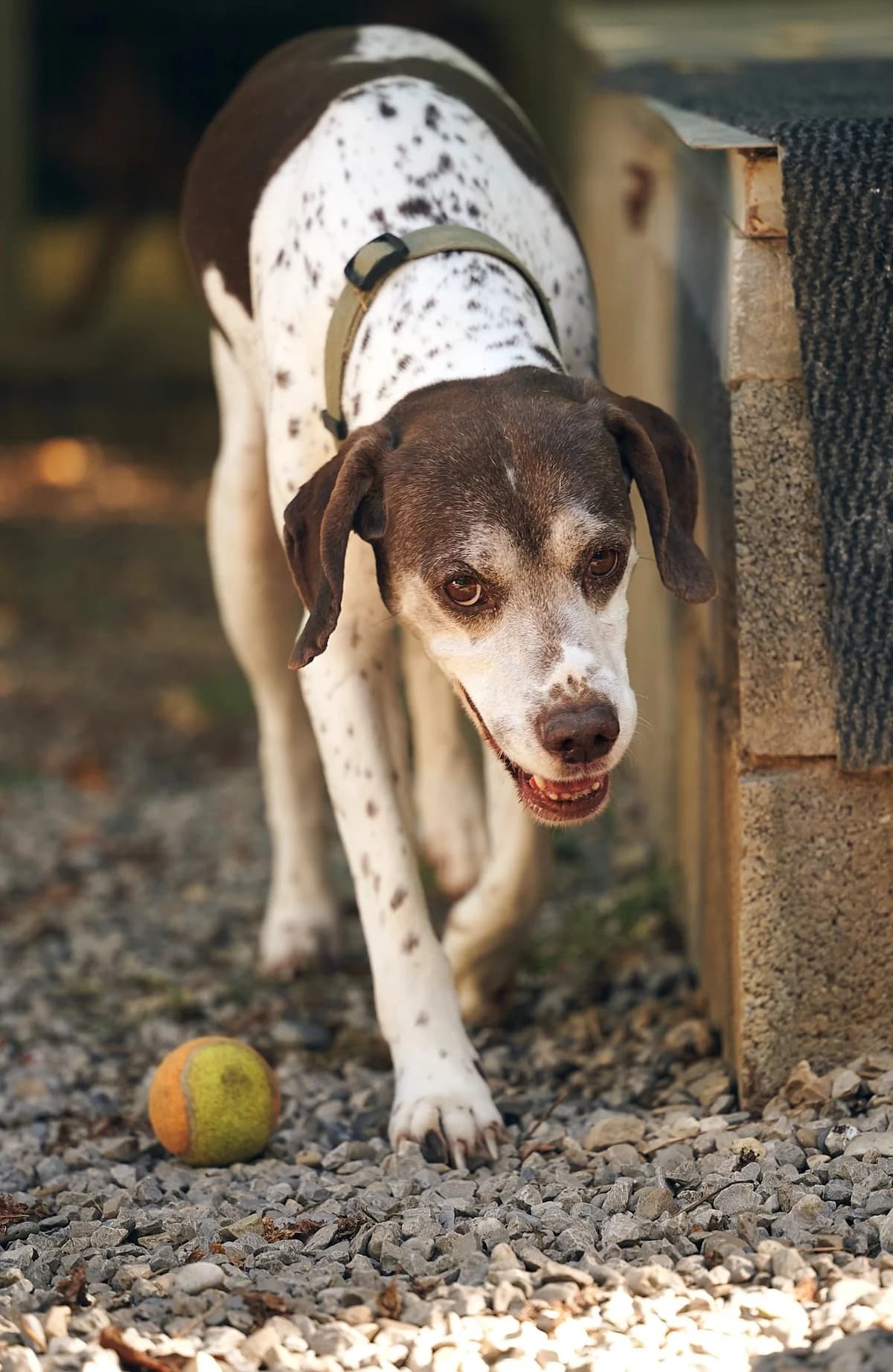 Tim, Marron et blanc male Pointer for adoption at Association Secours Protection Animale (Manosque), Manosque — photo 7 of 7