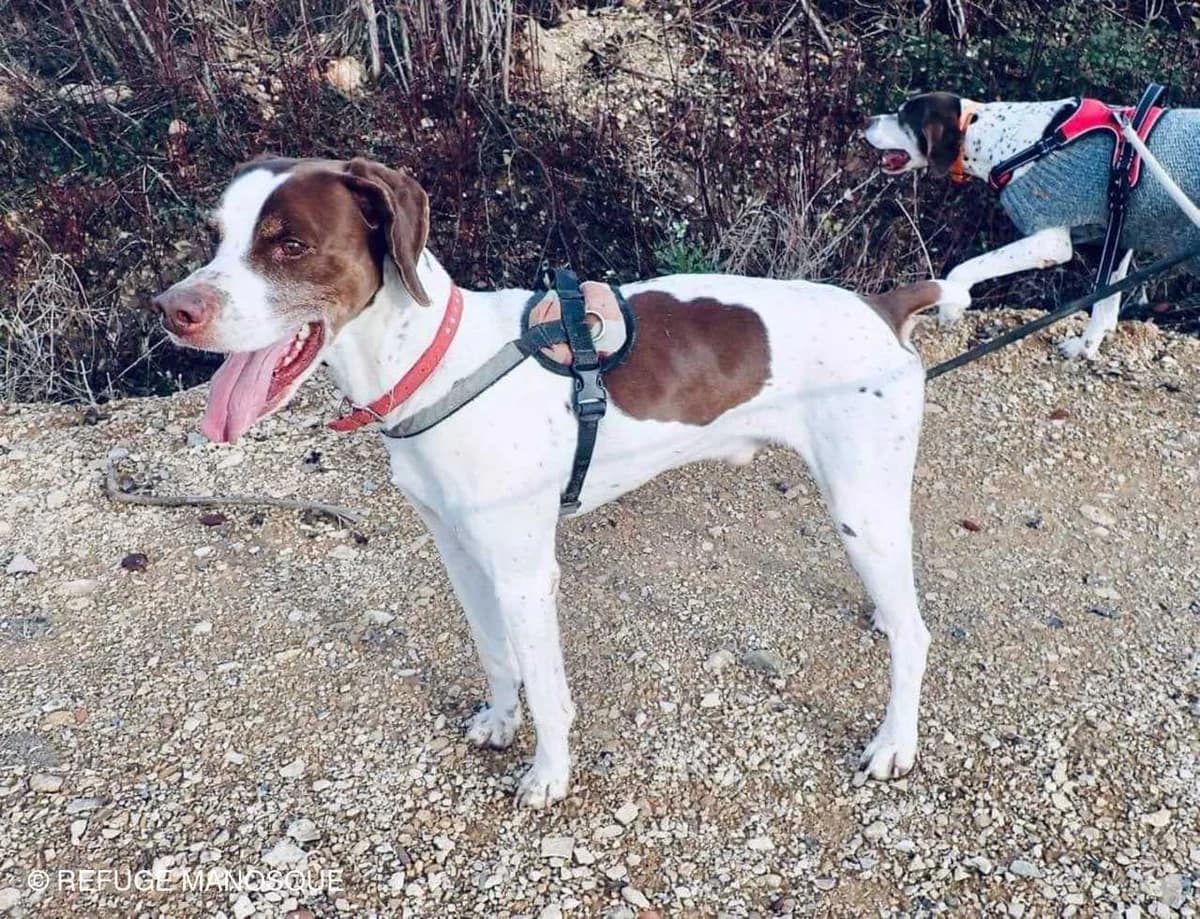 Tonic, Marron et blanc male Pointer for adoption at Association Secours Protection Animale (Manosque), Manosque