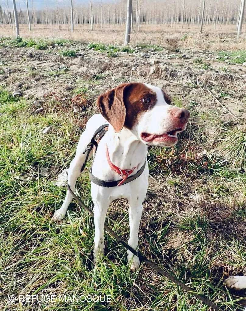 Tonic, Marron et blanc male Pointer for adoption at Association Secours Protection Animale (Manosque), Manosque — photo 2 of 8