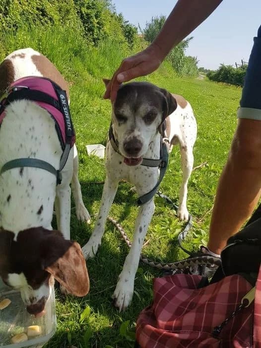 Tonic, Marron et blanc male Pointer for adoption at Association Secours Protection Animale (Manosque), Manosque — photo 3 of 8