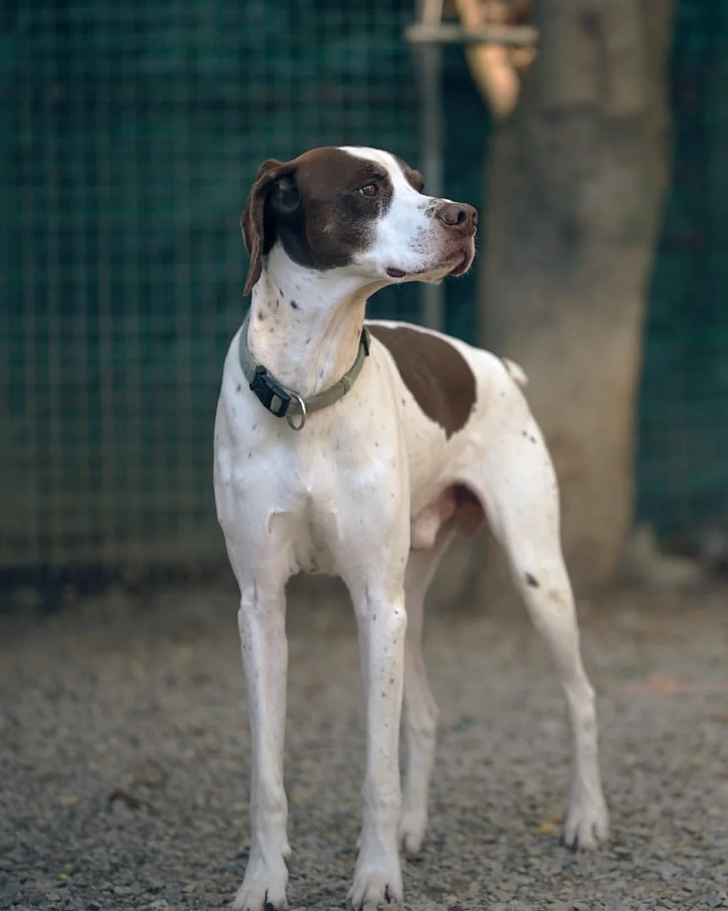 Tonic, Marron et blanc male Pointer for adoption at Association Secours Protection Animale (Manosque), Manosque — photo 4 of 8