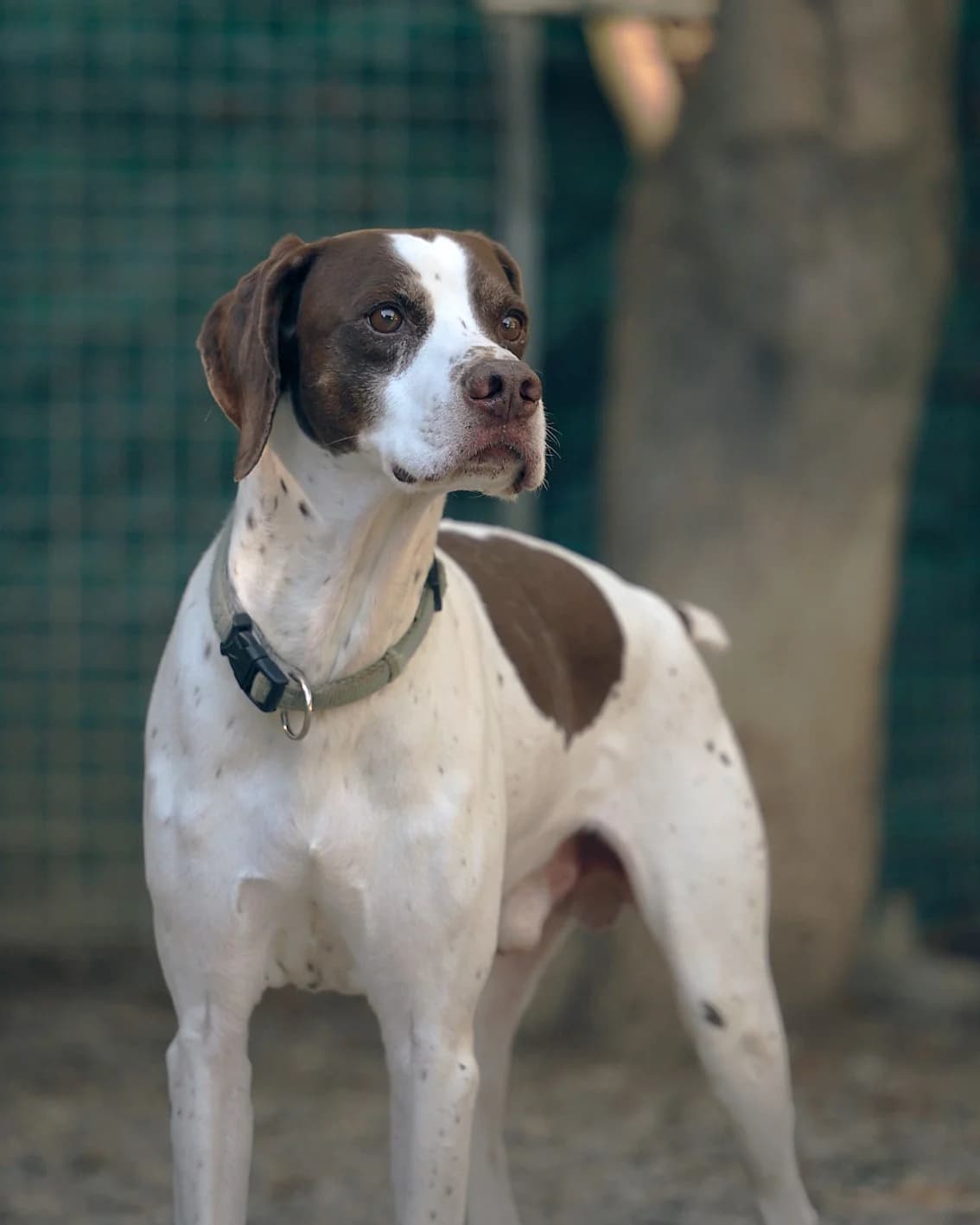 Tonic, Marron et blanc male Pointer for adoption at Association Secours Protection Animale (Manosque), Manosque — photo 5 of 8