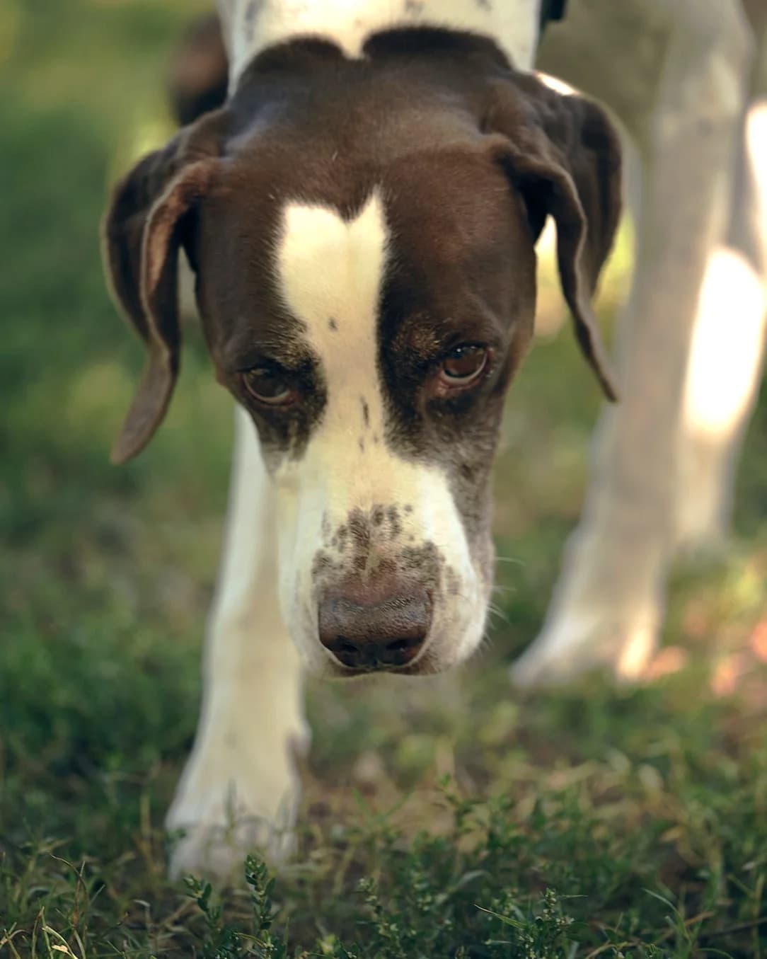Tonic, Marron et blanc male Pointer for adoption at Association Secours Protection Animale (Manosque), Manosque — photo 6 of 8