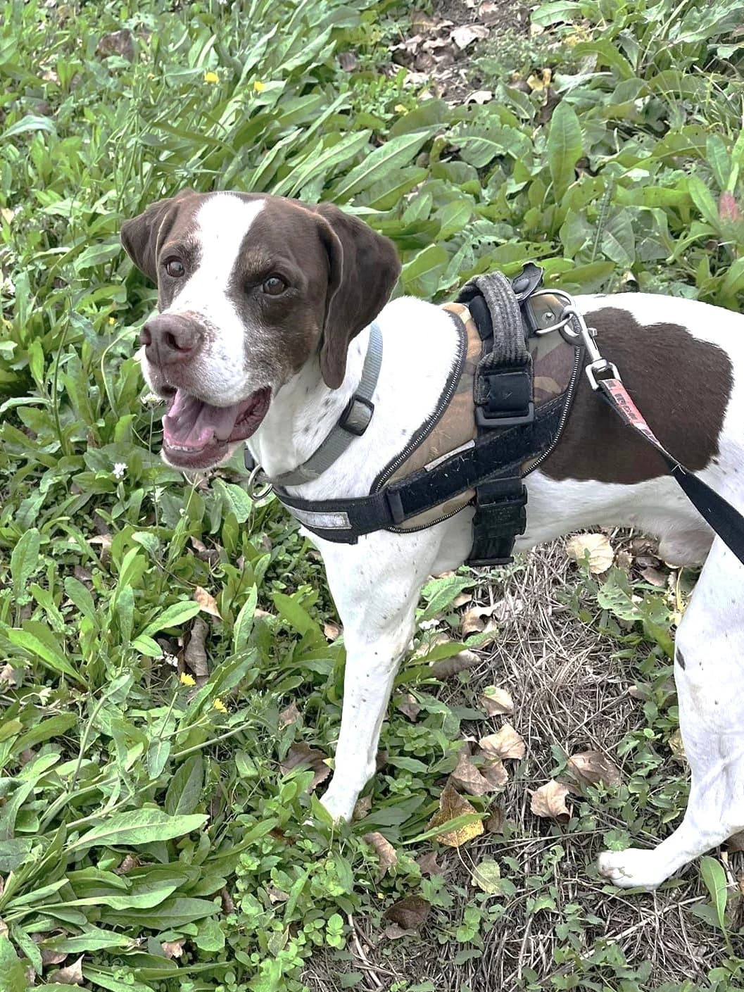 Tonic, Marron et blanc male Pointer for adoption at Association Secours Protection Animale (Manosque), Manosque — photo 7 of 8