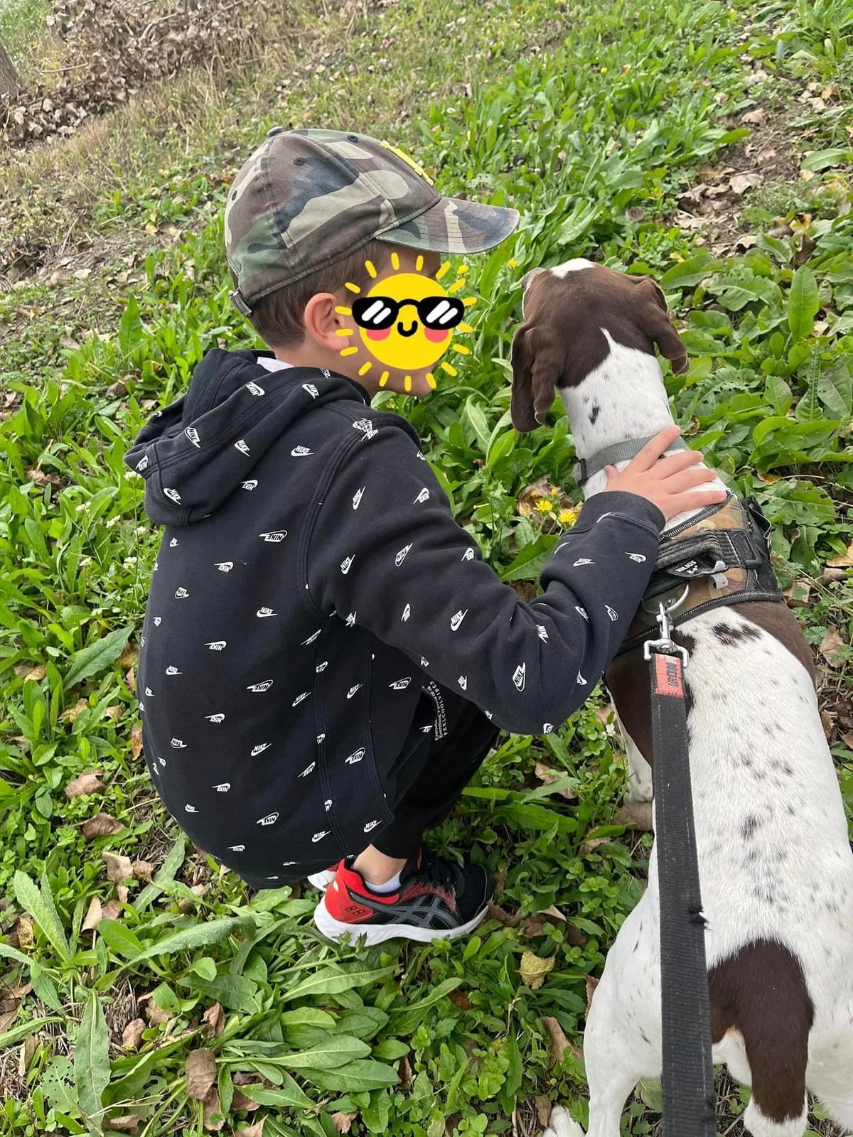 Tonic, Marron et blanc male Pointer for adoption at Association Secours Protection Animale (Manosque), Manosque — photo 8 of 8