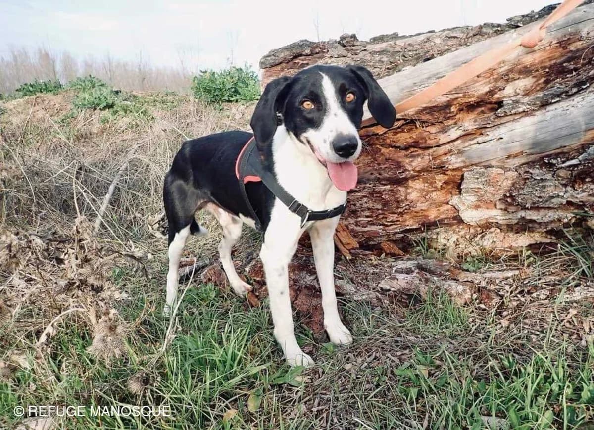 Tabou, Noir et blanc male Border Collie for adoption at Association Secours Protection Animale (Manosque), Manosque