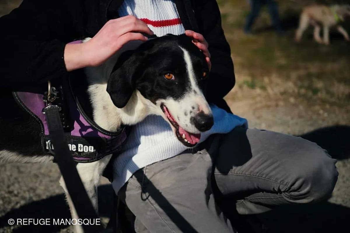 Tabou, Noir et blanc male Border Collie for adoption at Association Secours Protection Animale (Manosque), Manosque — photo 2 of 7