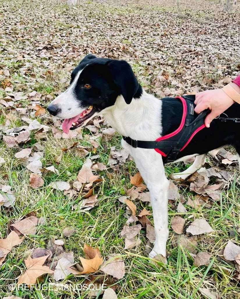Tabou, Noir et blanc male Border Collie for adoption at Association Secours Protection Animale (Manosque), Manosque — photo 3 of 7