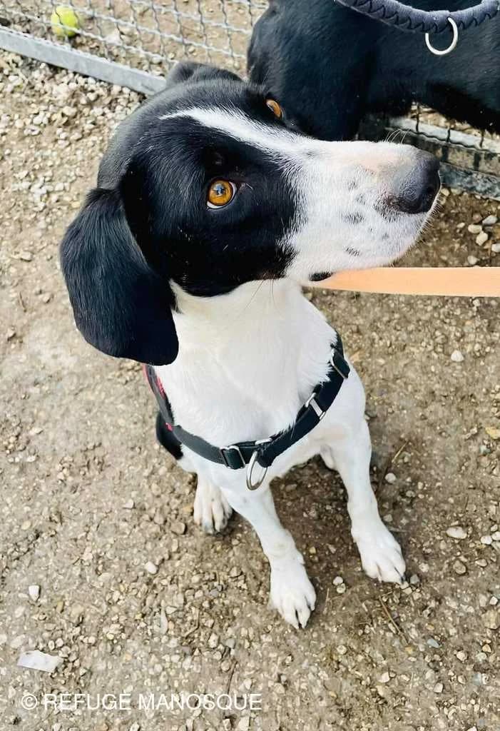 Tabou, Noir et blanc male Border Collie for adoption at Association Secours Protection Animale (Manosque), Manosque — photo 4 of 7