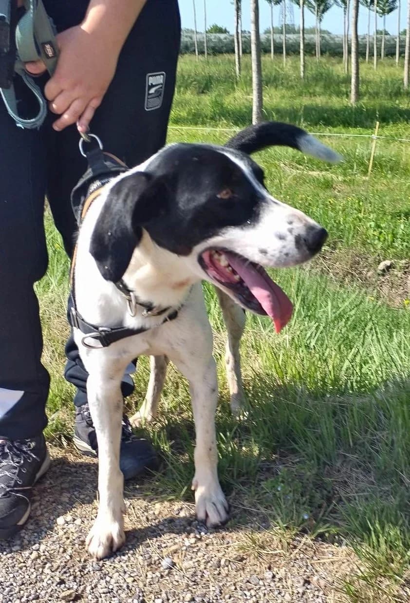 Tabou, Noir et blanc male Border Collie for adoption at Association Secours Protection Animale (Manosque), Manosque — photo 5 of 7