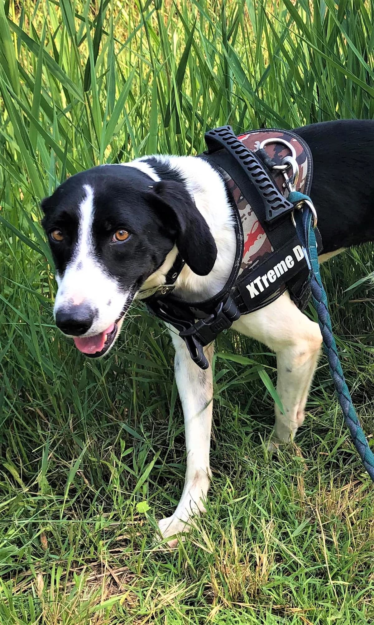 Tabou, Noir et blanc male Border Collie for adoption at Association Secours Protection Animale (Manosque), Manosque — photo 6 of 7