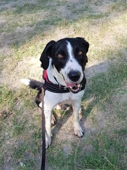 Tabou, Noir et blanc male Border Collie for adoption at Association Secours Protection Animale (Manosque), Manosque — photo 7 of 7