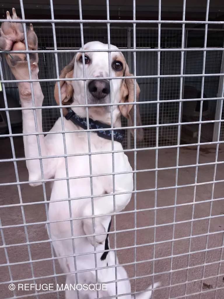 Tom, Tricolore male mixed breed for adoption at Association Secours Protection Animale (Manosque), Manosque