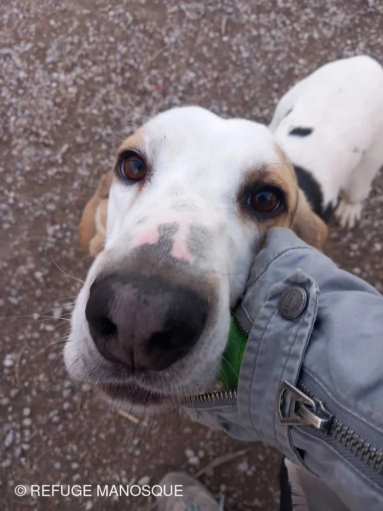 Tom, Tricolore male mixed breed for adoption at Association Secours Protection Animale (Manosque), Manosque — photo 2 of 8