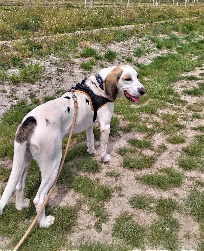 Tom, Tricolore male mixed breed for adoption at Association Secours Protection Animale (Manosque), Manosque — photo 3 of 8
