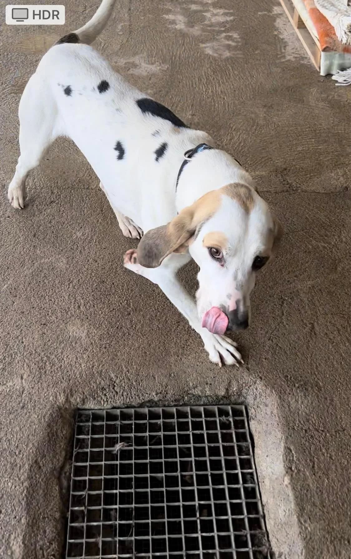 Tom, Tricolore male mixed breed for adoption at Association Secours Protection Animale (Manosque), Manosque — photo 4 of 8