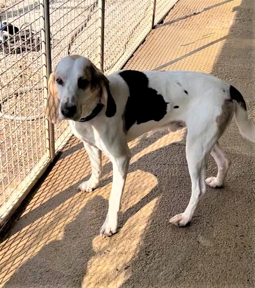 Tom, Tricolore male mixed breed for adoption at Association Secours Protection Animale (Manosque), Manosque — photo 5 of 8