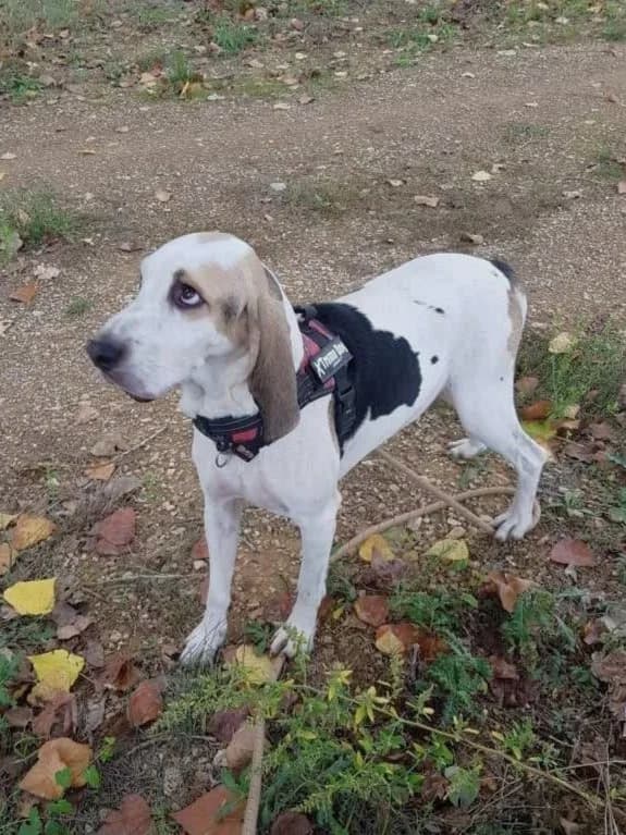 Tom, Tricolore male mixed breed for adoption at Association Secours Protection Animale (Manosque), Manosque — photo 7 of 8