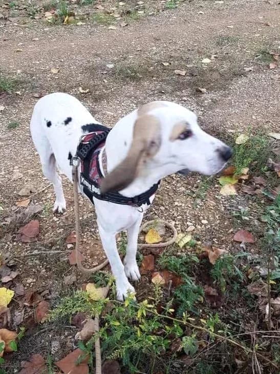 Tom, Tricolore male mixed breed for adoption at Association Secours Protection Animale (Manosque), Manosque — photo 8 of 8