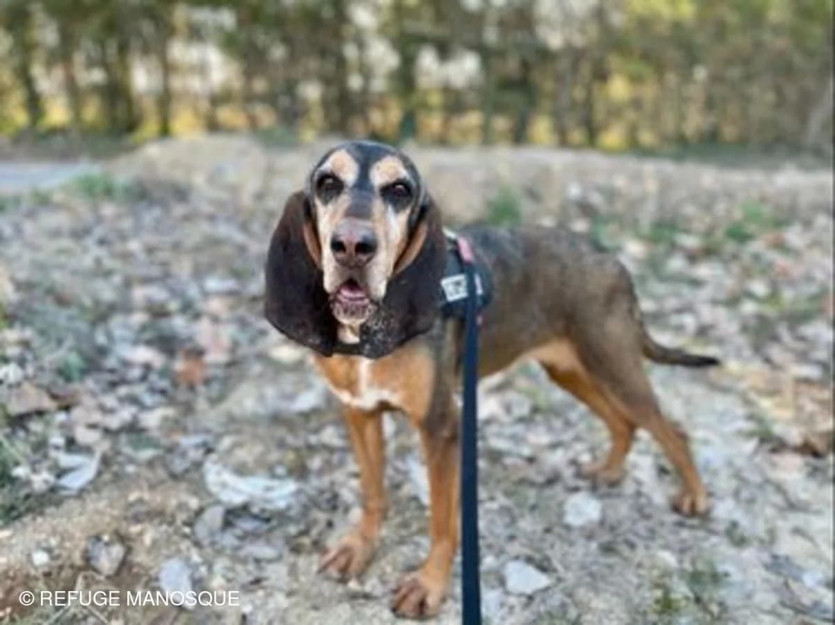Sixtine, Noir et feu female mixed breed for adoption at Association Secours Protection Animale (Manosque), Manosque