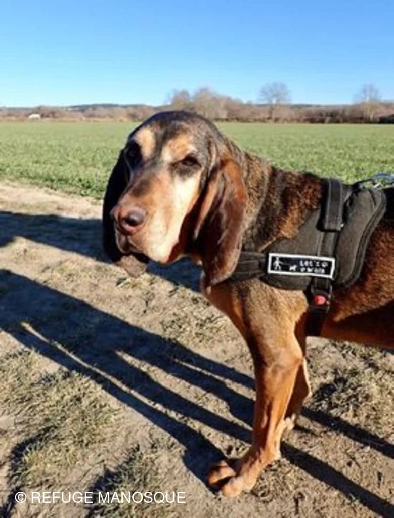 Sixtine, Noir et feu female mixed breed for adoption at Association Secours Protection Animale (Manosque), Manosque — photo 2 of 5