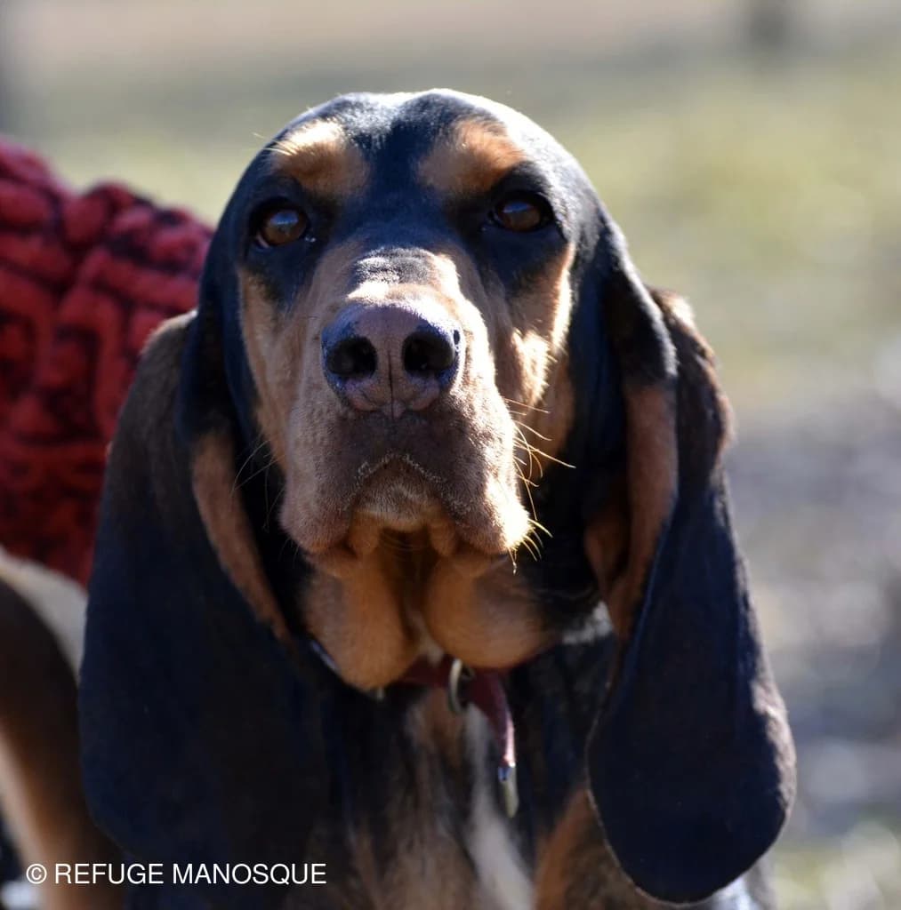 Sixtine, Noir et feu female mixed breed for adoption at Association Secours Protection Animale (Manosque), Manosque — photo 3 of 5